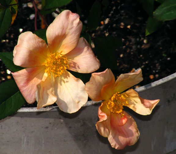 Mutabilis photo mut2013_05170001_zps5d945eac.jpg